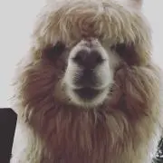 Yoの画像