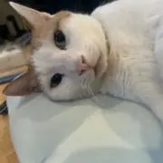 たけしex
