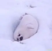 つんこ