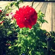 HARU