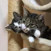 しげちーの画像