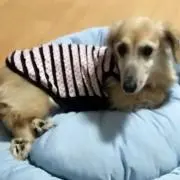 あささんの画像
