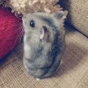 ポン