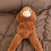 ぱせり