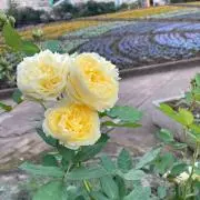 ぶぅの画像