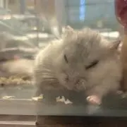 Rammmuの画像