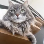 snowの画像