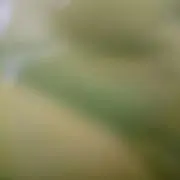 クオレガーロの画像