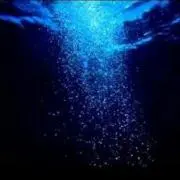 海底宮の猫