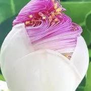 ⭐️この子様⭐️ ポジティブパワー全開　リモナイトイントパーズ　ゴールデントパーズ ⭐️この子様⭐️ ポジティブパワー全開 リモナイトイントパーズ
