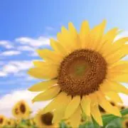 さぁ＊の画像