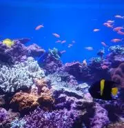 律花  ●購入はプロフご確認お願いしますの画像
