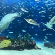 あかまるの画像