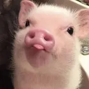 ニラキムチの画像