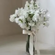 パピの画像