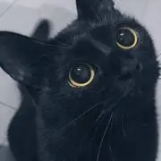 ちかわの画像