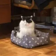 Kの画像