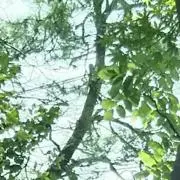 ぐれいすぐるふるの画像