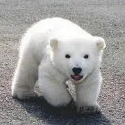 こぐまの画像