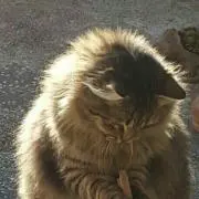 kira