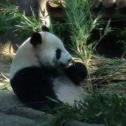 Siの画像