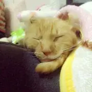 ペスカ☆の画像