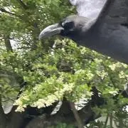 らんの画像