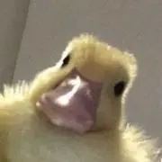 俊