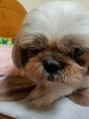 えーすの画像
