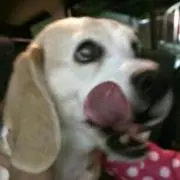 くまの画像