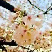 sakの画像