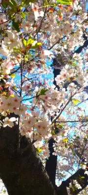 さき♡24時間以内に発送！お値下げ可！の画像