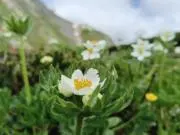 マルちゃんの画像
