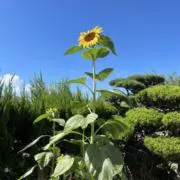 れもん　8/6-8/13まで発送不可の画像