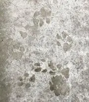 の