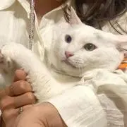 ♡の画像