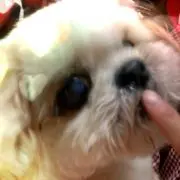 りんご