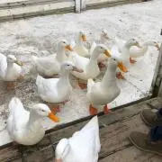まめしばの画像