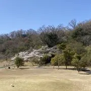 ace@