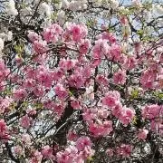 ling購入前プロフ必読の画像
