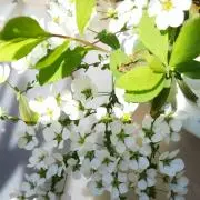 MOMIの木の画像