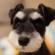 むーらいおん