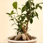 ガジュマルの画像
