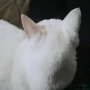 茶々丸の画像