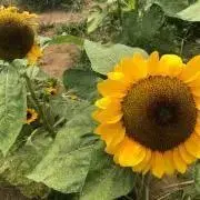 べべ☆断捨離中！の画像