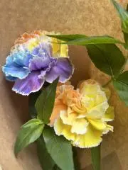 かおかおの画像