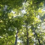 みたかの画像