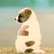 Joyの画像
