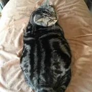 としくん