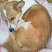 みるく